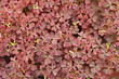 Beautiful surface from beautiful plant