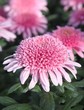 Foto: All Saints Day - Pale pink chrysanthemums All Saints Day - Pale pink chrysanthemums