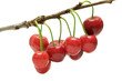twig sweet cherries isolated on white background
