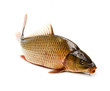 Photo: Carp has tasty dietary meat. Fishing carp great pleasure. Carp has tasty dietary meat. Fishing carp great pleasure.