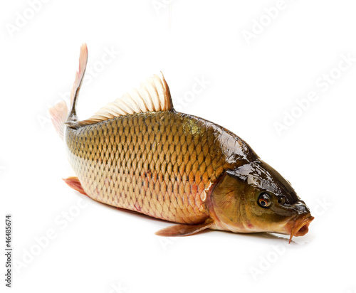Photo: Carp has tasty dietary meat. Fishing carp great pleasure. Carp has tasty dietary meat. Fishing carp great pleasure.