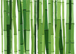 bamboo background