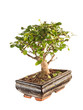 bonsai tree