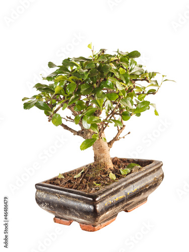 Photo: bonsai tree bonsai tree