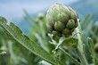 Photo: Artichoke plant Artichoke plant