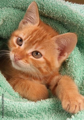 Photo: Chaton roux fond vert Chaton roux fond vert