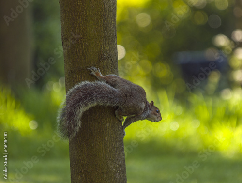 Photo: Squirrel Squirrel