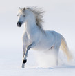 Galloping snow-white horse