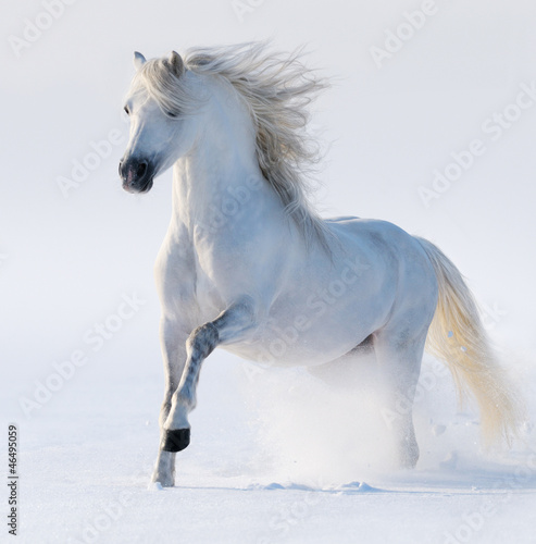 Photo: Galloping snow-white horse Galloping snow-white horse