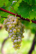 White grape