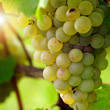 White grape