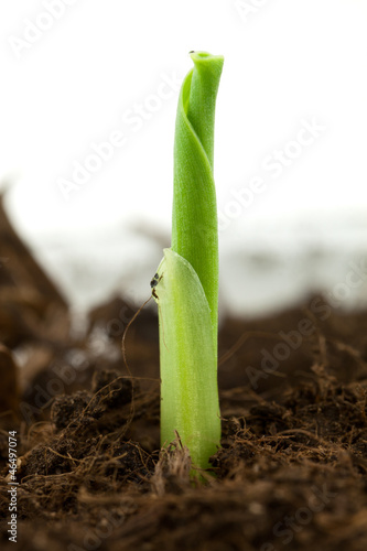 Photo: Conr plant Conr plant