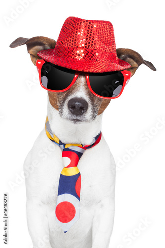 Photo: crazy silly funny dog hat glasses tie crazy silly funny dog hat glasses tie