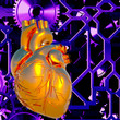 Human heart model