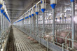 pork plant