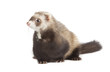 young ferret