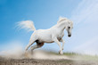 white arabian