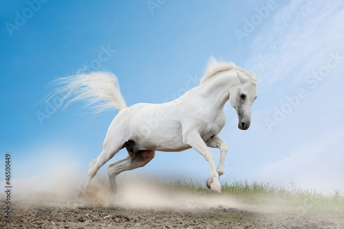 Photo: white arabian white arabian