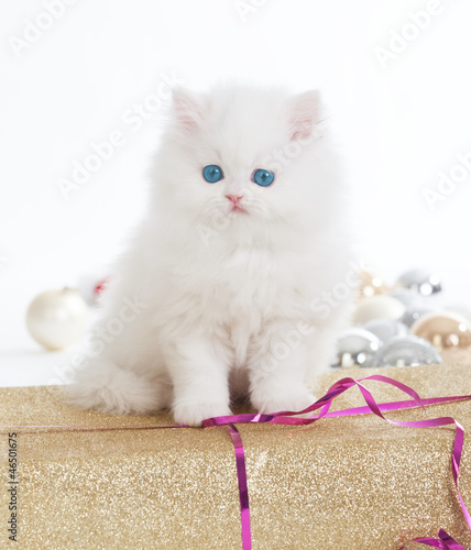 Photo: Perser Katze Perser Katze