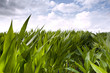 Maïs, OGM, culture, campagne, agriculture, champ, pré