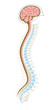 human brian with spinal cord and spinal column