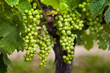 Raisin, vigne, vin, vignoble, vendange, Bordeaux, culture