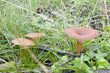 seasonal mushrooms