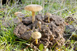 seasonal mushrooms