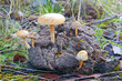 seasonal mushrooms