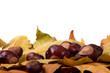 Blätter Herbst Kastanien freigestellt