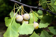 Ginkgo-Samen, Reife
