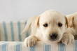 Puppy in basket - portrait of cute labrador puppy