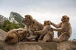 Apes of Gibraltar