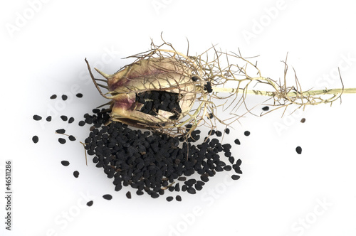 Photo: Schwarzkuemmel; Echter; Nigella sativa Schwarzkuemmel; Echter; Nigella sativa