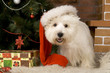 West haigland white terrier with christmass-tree decorations.
