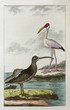 Großer Brachvogel, Schneesichler