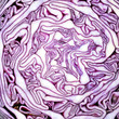 Rotkohl Irrgarten
