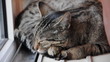 Hauskatze auf der Heizung