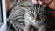 Hauskatze auf der Heizung