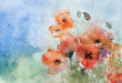 aquarell, mohnblumen mit kapseln