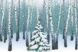 Birches in the winter forest
