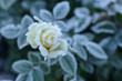 Blumen 257