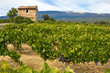 Cabanon dans un champ de vigne