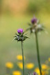 Mariendistel