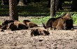 Bison bonasus (żubr)