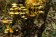 Sulphur tuft fungi on a tree stump 2
