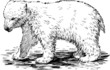 polar bear