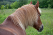 Brown horse