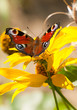 European Peacock