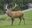 Hirschbrunft